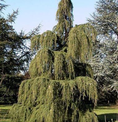Trauer Lärche 60-80cm - Larix kaempferi pendula