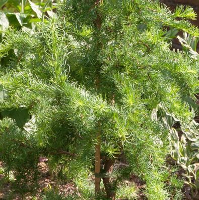Hochstamm Europäische Lärche Horstmann Recurved 80-100cm - Larix decidua