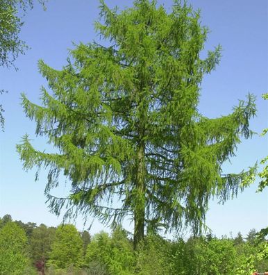 Europäische Lärche 80-100cm - Larix decidua