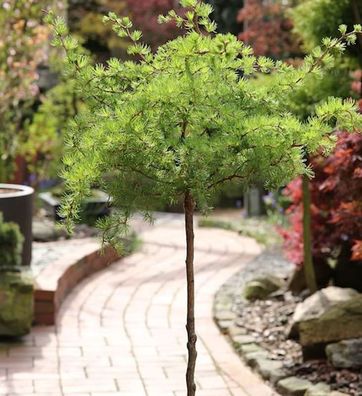 Hochstamm Japanische Korkenzieher Lärche Diana 80-100cm - Larix kaempferi