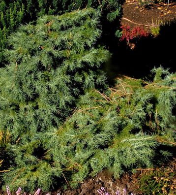 Japanische Lärche Blue Dwarf 40-50cm - Larix kaempferi