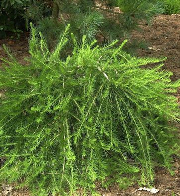 Europäische Lärche Bogle 40-60cm - Larix decidua