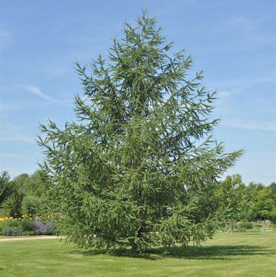 Japanische Lärche 125-150cm - Larix kaempferi