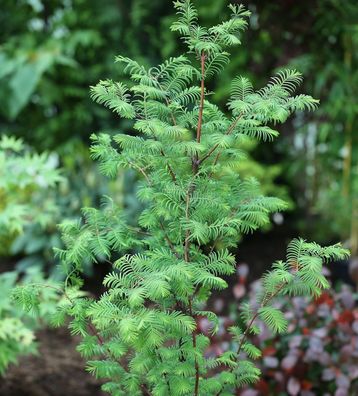 Urweltmammutbaum Chinesisches Rotholz 80-100cm - Metasequoia glyptostroboides