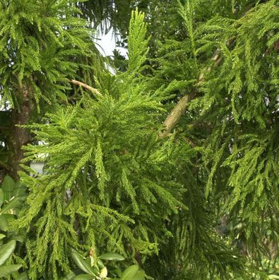 Hahnenkamm Sicheltanne Cristata 25-30cm - Cryptomeria japonica