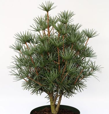 Japanische Zwerg Schirmtanne Kobito 20-25cm - Sciadopitys verticillata