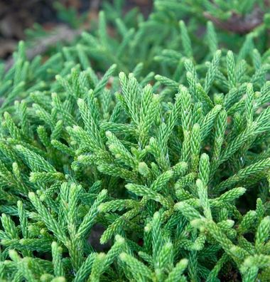 Zwerg Sicheltanne Little Champion 25-30cm- Cryptomeria japonica