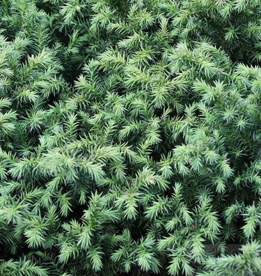 Sicheltanne Vilmorin Gold 25-30cm - Cryptomeria japonica