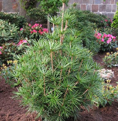 Japanische Schirmtanne Green Diamond 25-30cm - Sciadopitys verticillata
