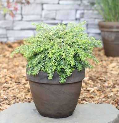 Kanadische Hemlocktanne Greenwood Lake 20-30cm - Tsuga canadensis