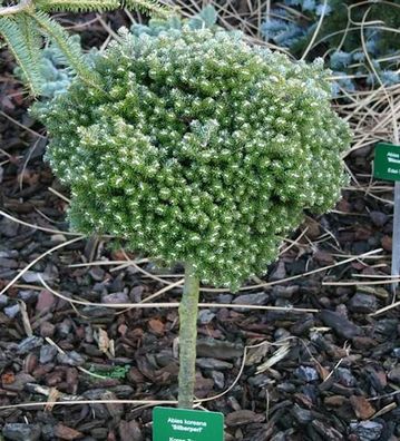 Hochstamm Koreatanne Silberperl 40-60cm - Abies koreana