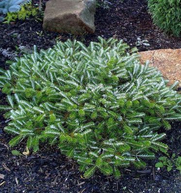 Gedrungene Zwerg Koreatanne Alpin Star 25-30cm - Abies koreana