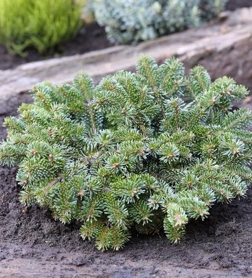 Zwerg Nordmannstanne Starkers Dwarf 25-30cm - Abies nordmanniana