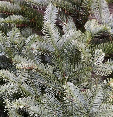 Silbertanne Wiesmoor Nixe 25-30cm - Abies procera