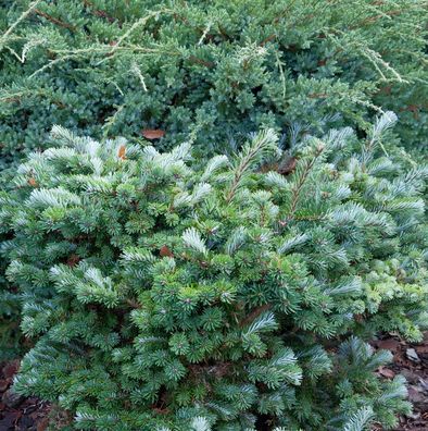 Kompakte Veitchs Tanne Brauer 25-30cm - Abies veitchii