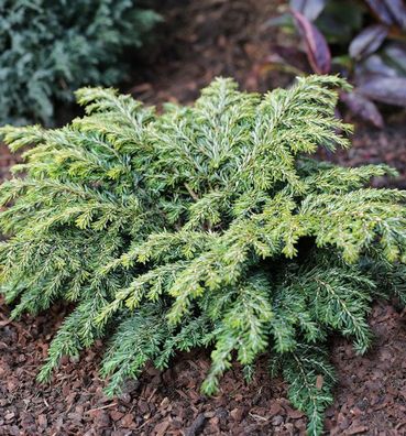 Kissen Hemlocktanne Popeleski 30-40cm - Tsuga canadensis