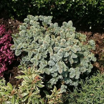 Zwerg Edeltanne Blaue Hexe 30-35cm - Abies procera