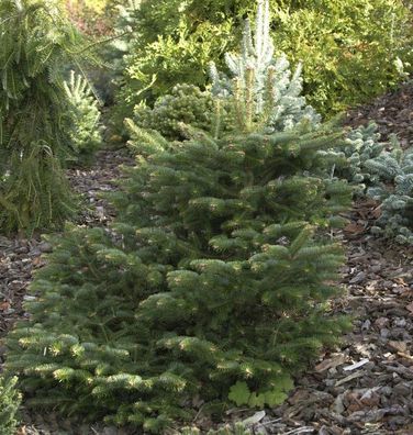 Griechische Zwerg Tanne Meyers Dwarf 30-40cm - Abies cephalonica