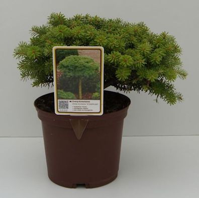 Koreatanne Kristalkugel 25-30cm - Abies koreana