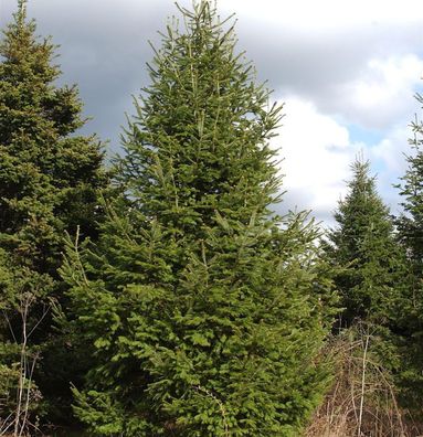 Fraser-Tanne 40-50cm - Abies fraseri