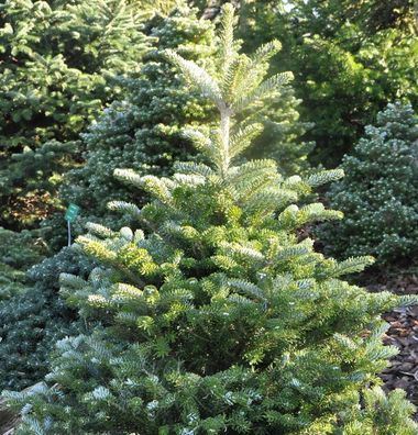 Koreatanne Sämling 30-40cm - Abies koreana