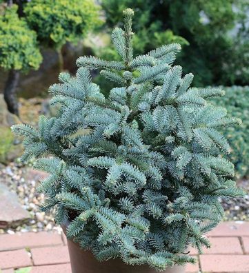 Kompakte Silbertanne Obrighoven 30-40cm - Abies procera