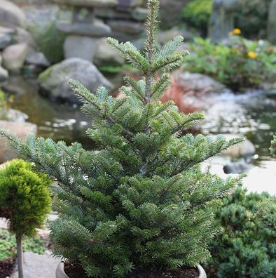 Koreatanne Molli 50-60cm - Abies koreana