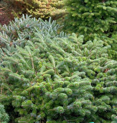 Zwerg Nordmanntanne Münsterland 30-40cm - Abies nordmanniana