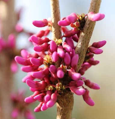 Chinesischer Judasbaum Avondale 30-40cm - Cercis chinensis