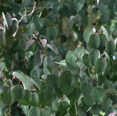 Judasblattbaum Rotfuchs 60-80cm - Cercidiphyllum japonicum
