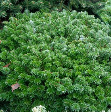 Flache blaue Zwerg Koreatanne Tannja 30-40cm - Abies koreana