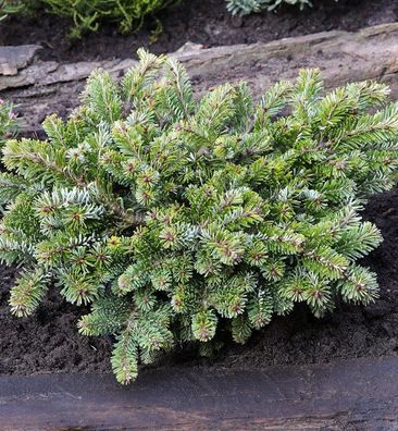 Kompakte Veitchs Tanne Heddergott 35-40cm - Abies veitchii