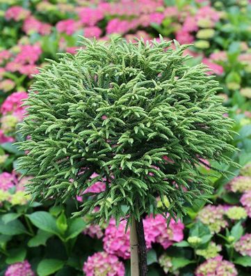 Hochstamm Japanische Sicheltanne Little Diamond 60-80cm - Cryptomeria japonica