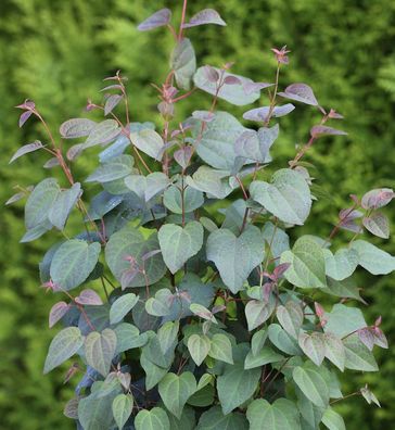Judasblattbaum 80-100cm - Cercidiphyllum japonicum