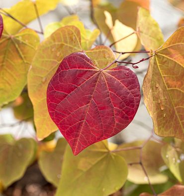 Kanadischer Judasbaum Eternal Flame 60-80cm - Cercis canadensis