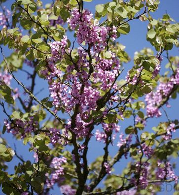 Gemeiner Judasbaum 80-100cm - Cercis siliquastrum
