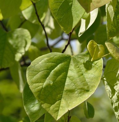 Kanadischer Judasbaum 80-100cm - Cercis canadensis