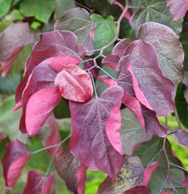 Roter Judasbaum Forest Pansy 100-125cm - Cercis canadensis