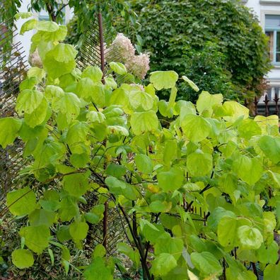 Kanadischer Gold Judasbaum 80-100cm - Cercis canadensis