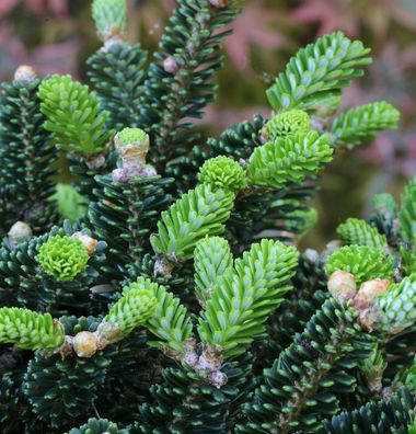 Koreatanne Oberon 40-50cm - Abies koreana