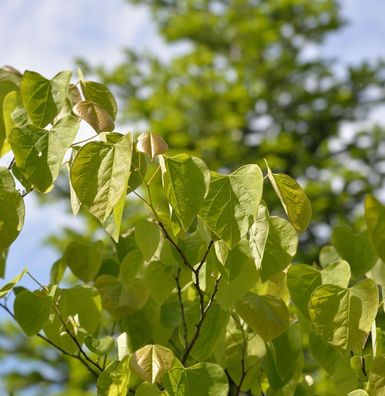 Kanadischer Judasbaum Royal White 80-100cm - Cercis canadensis