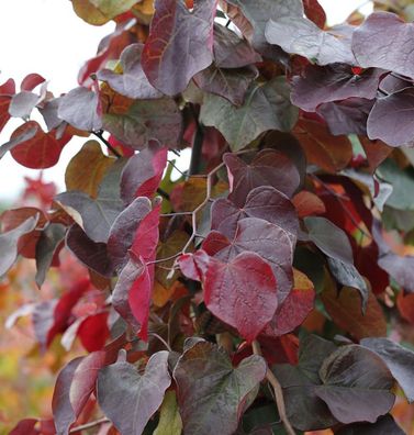Kanadischer Judasbaum Merlot 80-100cm - Cercis canadensis