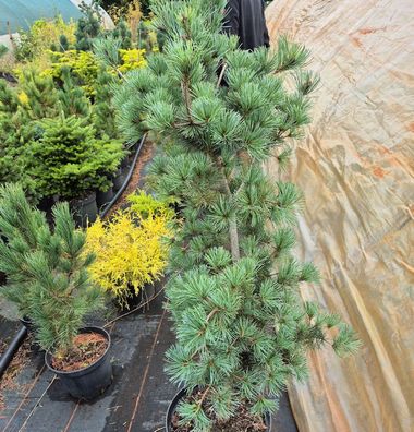 Blaue Edeltanne 60-80cm - Abies procera