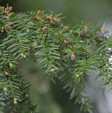 Westamerikanische Hemlocktanne 125-150cm - Tsuga heterophylla