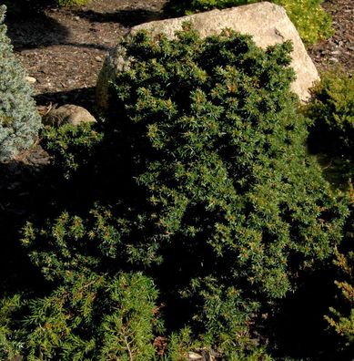 Kompakte Zwerg Hemlocktanne Miniatur 50-60cm - Tsuga canadensis