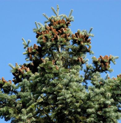 Coloradotanne 60-80cm - Abies concolor