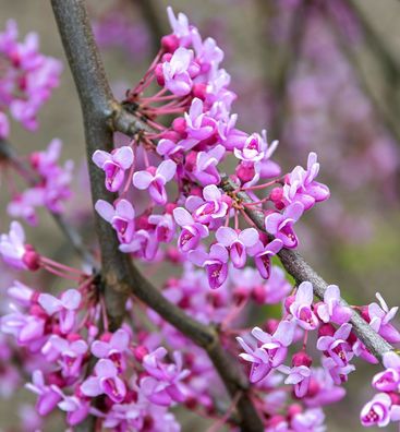 Kanadischer Judasbaum Blackpearl 80-100cm - Cercis canadensis