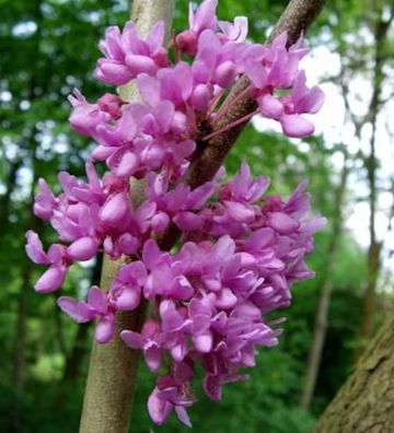 Kanadischer Hänge Judasbaum Lavender Twist 125-150cm - Cercis canadensis