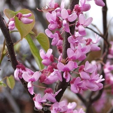 Kanadischer Judasbaum Traveller 100-125cm - Cercis canadensis