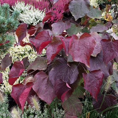 Kanadischer Judasbaum Garden Gems Amethyst 100-125cm - Cercis canadensis